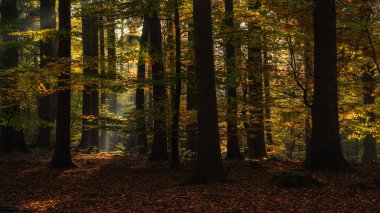  Ormandaki altın sarısı kayın ağaçları ve onların güneş ışığı altındaki renkli yaprakları.