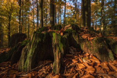 FOREST - Kesilmiş bir yaprak döken ağacın gövdesi