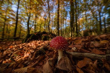 AUTUMN Ormanda - Kırmızı sinek agarik ve yaprak döken bir ağacın gövdesi