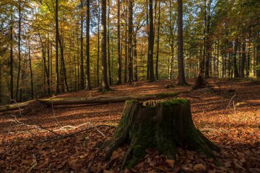 GOLDEN AUTUMN IN FOREST BEECH - Trunk of a cut deciduous tree clipart