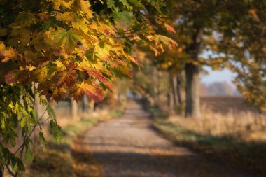 GOLDEN AUTUMN LANDSCAPE - Kırsal bir yol boyunca renkli akçaağaç yaprakları