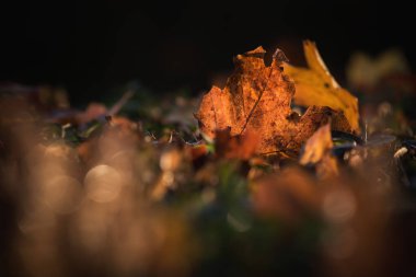 Altın rengi AVUMN LANDSCAPE Güneş ışınlarındaki renkli yapraklar