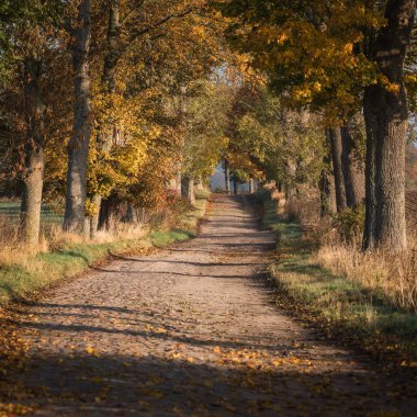 GOLDEN AUTUMN LANDSCAPE - Kırsal bir yol boyunca renkli akçaağaç yaprakları