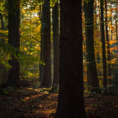  Ormandaki altın sarısı kayın ağaçları ve onların güneş ışığı altındaki renkli yaprakları.