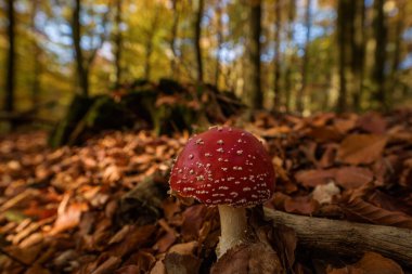 AUTUMN IN THE FOREST - Red fly agaric and trunk of a cut deciduous tree clipart