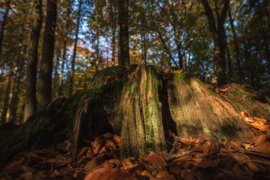 FOREST - Kesilmiş bir yaprak döken ağacın gövdesi