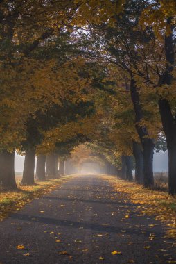 GOLDEN AUTUMN LANDSCAPE - Kırsal bir yol boyunca renkli akçaağaç yaprakları