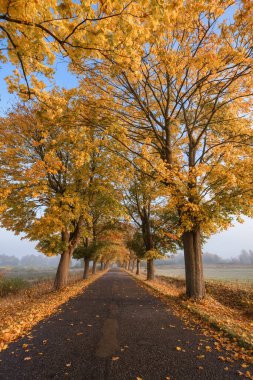 GOLDEN AUTUMN LANDSCAPE - Kırsal bir yol boyunca renkli akçaağaç yaprakları