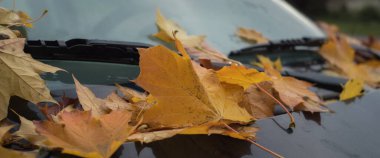 GOLDEN AUTUMN LANDSCAPE Aracın üzerine düşen kuru yapraklar