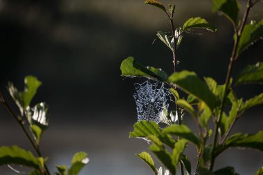 WILDLIFE - Drops of morning dew on a spiders web in the rays of sun clipart