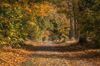 GOLDEN AUTUMN LANDSCAPE - Kırsal bir yol boyunca renkli akçaağaç yaprakları