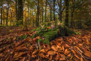 FOREST - Kesilmiş bir yaprak döken ağacın gövdesi