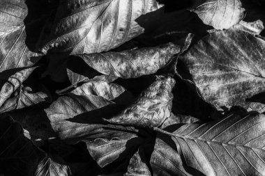 ALTIN AUTUMN LANDSCAPE - Yere düşen kuru yapraklar