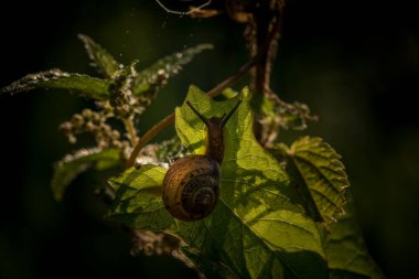 SNAIL - Small animal on meadow plants