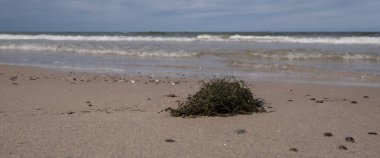 Deniz yosunu - Deniz dalgaları tarafından kıyıya atılan su bitkileri