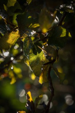 ALTIN AUTUMN LANDSCAPE - Bir dalın üzerindeki sarı kuru yaprak