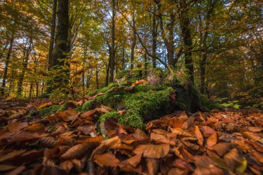 FOREST - Kesilmiş bir yaprak döken ağacın gövdesi