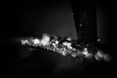 DEWDROPS - Yeşil bitkilerin sabah nemi