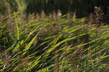 REEDS - Gölün kıyısındaki su bitkileri