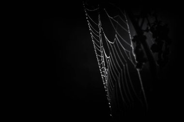 WILDLIFE - Drops of morning dew on a spiders web in the rays of sun clipart