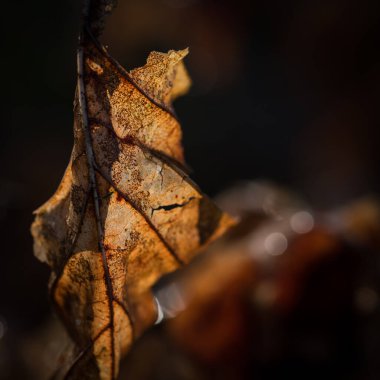 ALTIN AUTUMN LANDSCAPE - Bir dalın üzerindeki sarı kuru yaprak