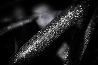 DEWDROPS - Yeşil bitkilerin sabah nemi