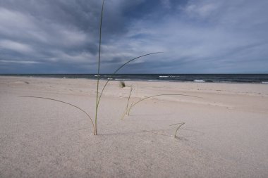 SEA COAST - A beautiful wide beach under a picturesquely cloudy sky clipart