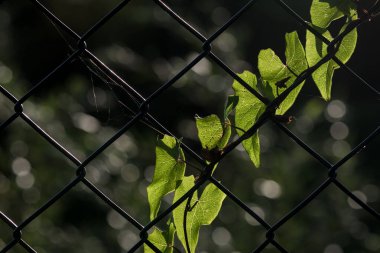 FiELD BINDweed - Çelik ağ çitine dolanmış bir bitki