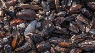 SHELls - Deniz sahilinin kumlarında küçük bir deniz kabuğu