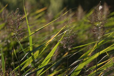 REEDS - Aquatic plants on the shores of the lake clipart