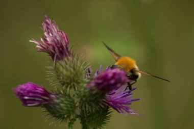 Bumblebee - Doğal ortamında yabani bir bitkinin üzerindeki bir böcek