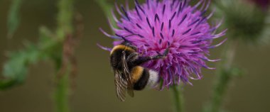 Bumblebee - Doğal ortamında yabani bir bitkinin üzerindeki bir böcek