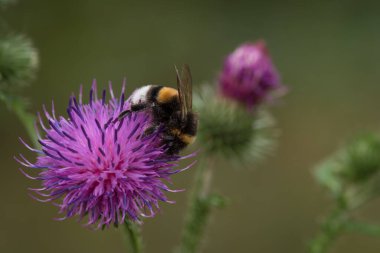 Bumblebee - Doğal ortamında yabani bir bitkinin üzerindeki bir böcek