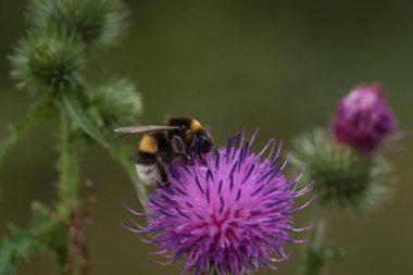 Bumblebee - Doğal ortamında yabani bir bitkinin üzerindeki bir böcek