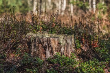 FOREST - Kesik bir ağaçtan çıkmış çürük bir kütük