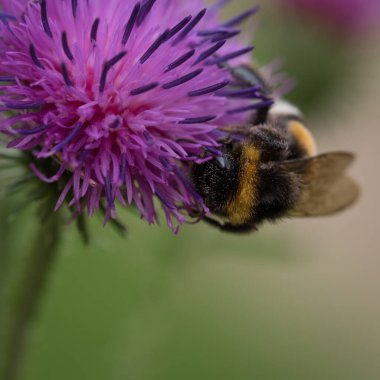 Bumblebee - Doğal ortamında yabani bir bitkinin üzerindeki bir böcek
