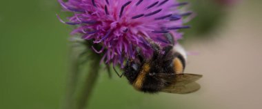 Bumblebee - Doğal ortamında yabani bir bitkinin üzerindeki bir böcek