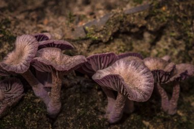 LIFE FORM - Colorful mushroom in the autumn forest clipart