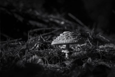 TOADSTOL - Sonbahar ormanında beyaz mantar