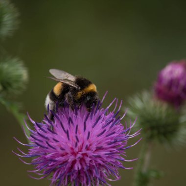 Bumblebee - Doğal ortamında yabani bir bitkinin üzerindeki bir böcek