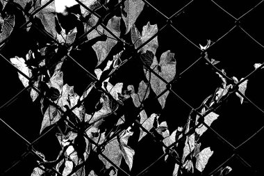 FIELD BINDWEED - A plant entangled in a steel mesh fence clipart