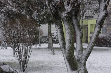 Şehirdeki kar fırtınası - Ağaçlar ve kaldırımlar bir kar tabakasıyla kaplıdır