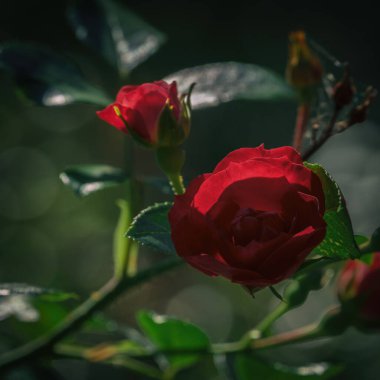 Kırmızı güller Bahçedeki güzel renkli çiçekler