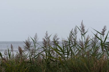 REEDS - Sahilde Sucul bitkileri