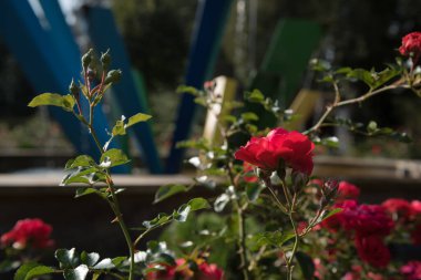 Kırmızı güller Bahçedeki güzel renkli çiçekler