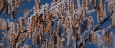 HOARFROST - Frost on the flowering hazel in the last days of winter clipart