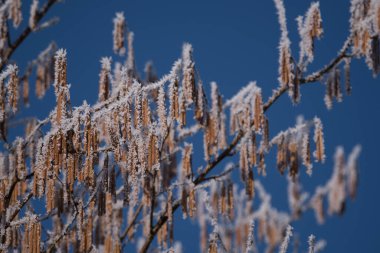 HOARFROST - Kışın son günlerinde çiçek açan fındıkta buz