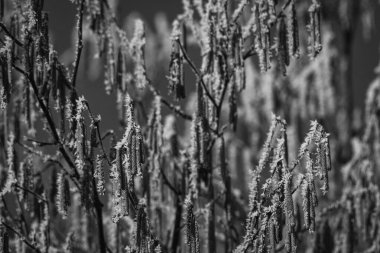 HOARFROST - Kışın son günlerinde çiçek açan fındıkta buz