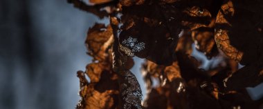 Doğa - Güneşin altında bir ağaçta kahverengi yapraklar