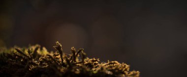 Güneş ışığı altında ölü ağaç gövdesinde yosun yetişiyor.